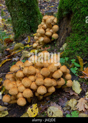 Bunch of pholiota fungi against mossy trunk fuzzy background Stock Photo