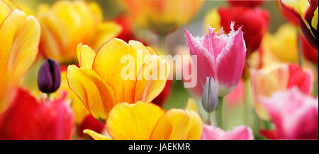 tulpen bunt highres Stock Photo