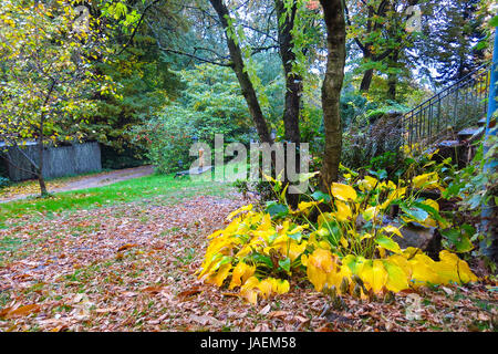 Germany, Hamburg, Autumn forest. Autumn Impression from the Saxony ...