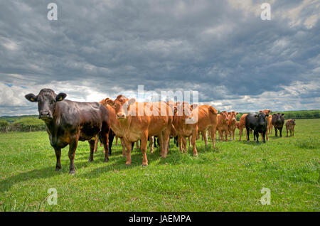 HDR image of Limousin and Limousin cross beef cattle in East Yorkshire. Stock Photo