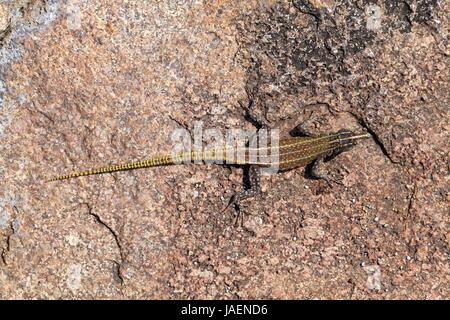 Common flat lizard (Platysaurus intermedius rhodesianus) at Matobo ...