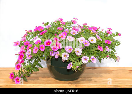Pot of colorful pink petunia flowers on a wooden table, isolated on white background Stock Photo