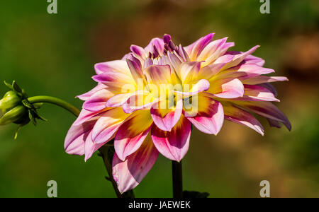 Closeup up of a beautiful colorful Dahlia Flower in a garden with smooth out of focus colorful background Stock Photo