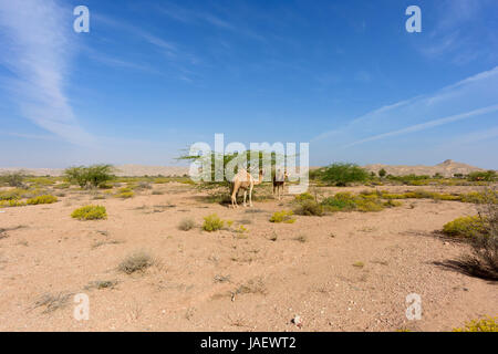 camels roam in search of food in the Acacia forest , highlighting their adaptation to the Sultanate of Oman's unique environment, with copy space Stock Photo