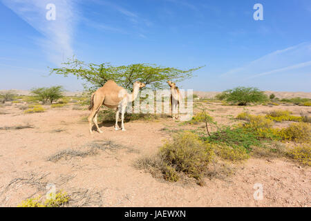 camels roam in search of food in the Acacia forest , highlighting their adaptation to the Sultanate of Oman's unique environment Stock Photo