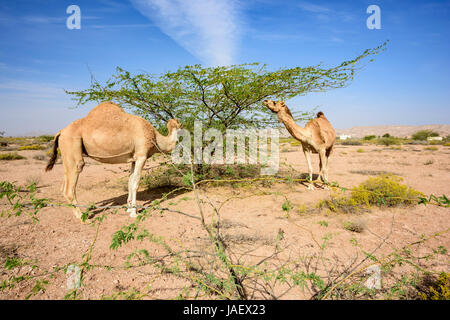 camels roam in search of food in the Acacia forest , highlighting their adaptation to the Sultanate of Oman's unique environment Stock Photo