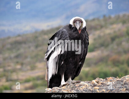 female andean condor (vultur gryphus) in the wild directly looking at the photographer Stock Photo