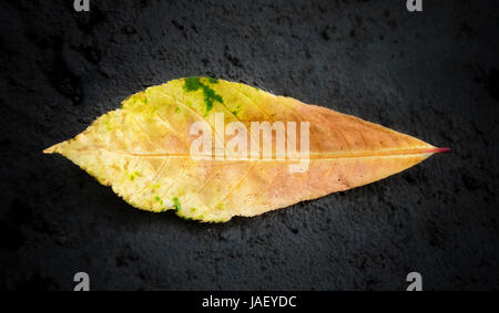 Closeup of a colorful tropical Almond tree leaf isolated on the black background Stock Photo