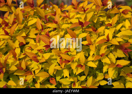 Spiraea Magic Carpet  Flowering Shrub Stock Photo