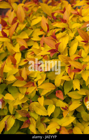 Spiraea Magic Carpet Flowering Shrub Stock Photo