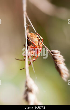Gartenkreuzspinne - Araneus diadematus in einer Makroaufnahme - Seitenansicht Stock Photo