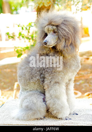 A close up of a small beautiful and adorable silver gray Miniature Poodle dog. Poodles are exceptionally intelligent usually equated to beauty, luxury and snobs. Stock Photo