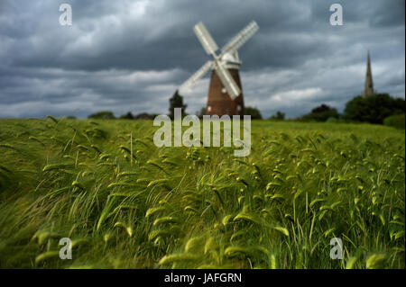 Barley Field showing John Webb's Windmill and Thaxted Parish Church , Essex, England,UK. June 2017 Stock Photo