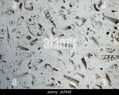 white fossil limestone slab used in construction paths and interiors Stock Photo