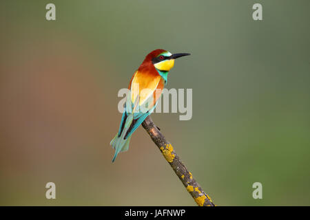 Adult European Bee-eater (Merops apiaster) in Northern Greece Stock Photo