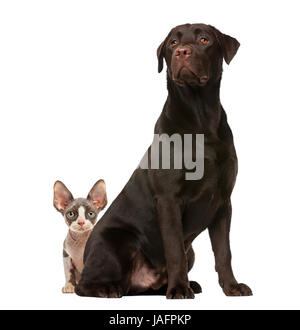 Devon Rex kitten and Labrodor sitting, isolated on white Stock Photo