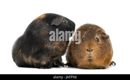 Two guinea pigs, isolated on white Stock Photo