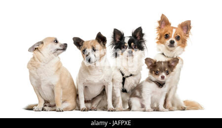 Group of chihuahua sitting, isolated on white Stock Photo