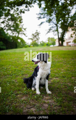 Female Border Collie dog sitting on the grass Stock Photo