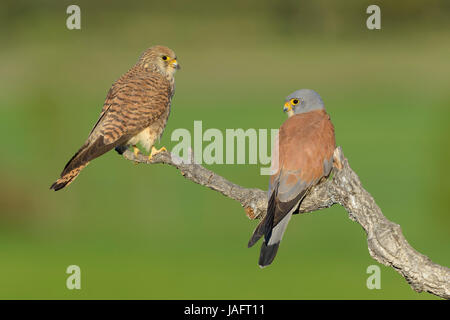 Lesser Kestrels (Falco naumanni), breeding pair on branch, Extremadura, Spain Stock Photo