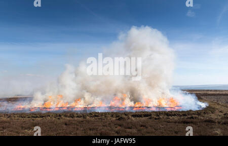 Heather burning on a Grouse Moor in the Yorkshire Dales, UK. Stock Photo