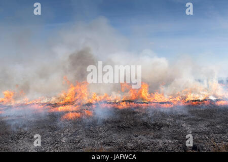 Heather burning on a Grouse Moor in the Yorkshire Dales, UK. Stock Photo