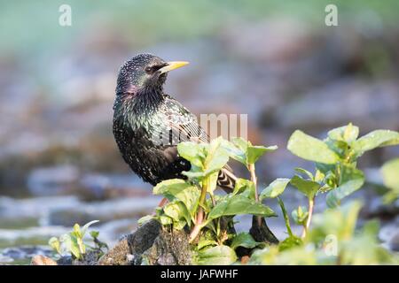 European Starling (Sturnus vulgaris), Hesse, Germany Stock Photo