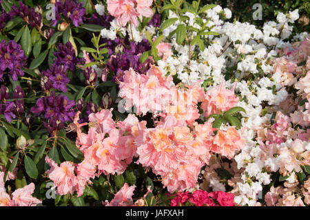 assorted azaleas & rhododendrons Stock Photo