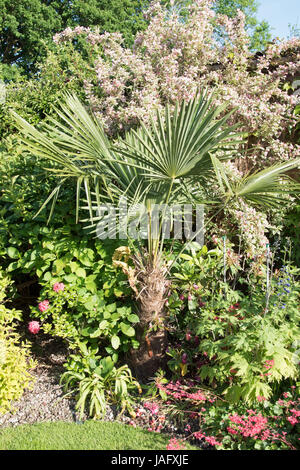 Flower panicles on a hardy fan palm : Trachycarpus Fortunei - Chusan Palm Stock Photo