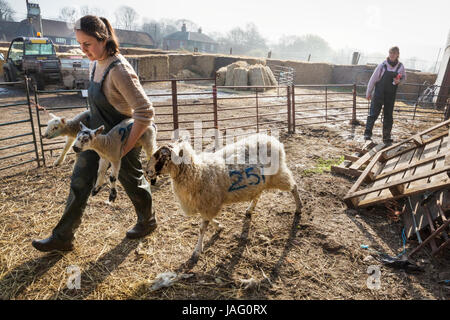 Two women in a sheep pen, one carrying two newborn lambs, an ewe walking alongside her. Stock Photo