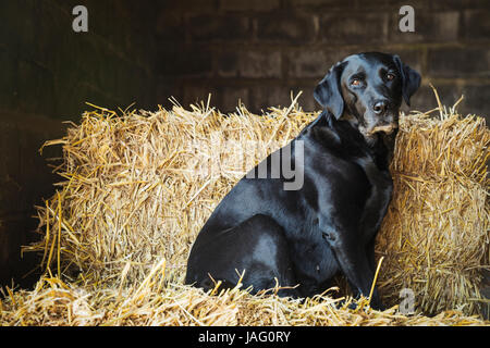 Black Labrador dog sitting on a bale of straw in a stable. Stock Photo