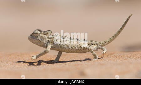 Desert adapted Namaqua Chameleon (Chamaeleo namaquensis)  in the Dorob National Park near Swakopmund, Namibia Stock Photo
