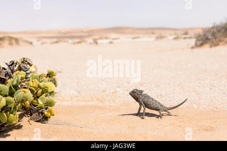 Desert adapted Namaqua Chameleon (Chamaeleo namaquensis)  in the Dorob National Park near Swakopmund, Namibia