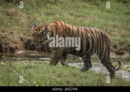 Bengal tiger climbs riverbank right-to-left in sunshine Stock Photo