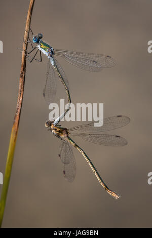Emerald Damselflies in mating position on reed stem over pond. Stock Photo