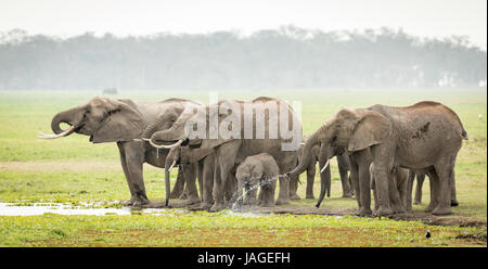 A herd of Elephants drinking water in Kenya's Amboseli National Park Stock Photo