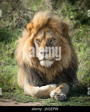 Portrait of a large adult male Lion in the Serengeti National Park in Tanzania Stock Photo