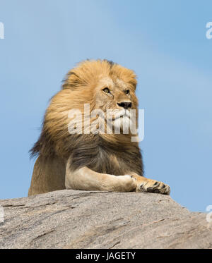 Portrait of a large male Lion on top of a rock in Tanzania's Serengeti National Park Stock Photo