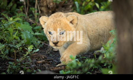 A 5 week old baby Lion cub in Tanzania's Serengati National Park Stock Photo