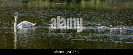 Female mute swan in water with cygnets behind her in a row. Stock Photo