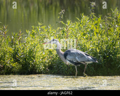 Grey heron stalking at edge of a pond with reeds and grasses behind, in sunlight Stock Photo