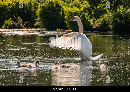 Female mute swan in water flapping wings with group of cygnets, all in pond and backlit. Stock Photo