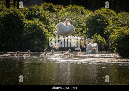 Family of mute swans with male and female adult birds and six cygnets. Adults are preening, cygnets are in the water. Stock Photo