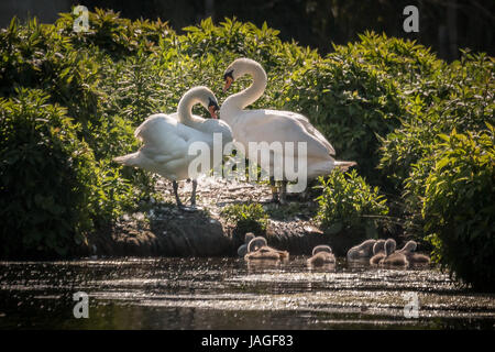 Family of mute swans with male and female adult birds and six cygnets. They are all preening, adults on bank and cygnets in water. Stock Photo