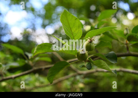 apples growing on a tree Stock Photo