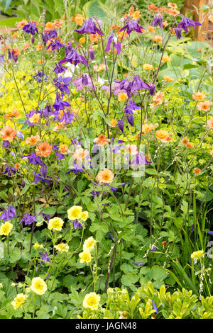 Geums and Aquilegias in a cottage garden, England, UK Stock Photo