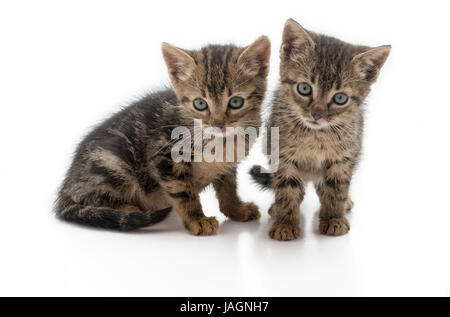 pair of abandon kittens dirty and hungry. These kittens are from one of the many stray cats that are in Europe, isolated on a white background, footno Stock Photo