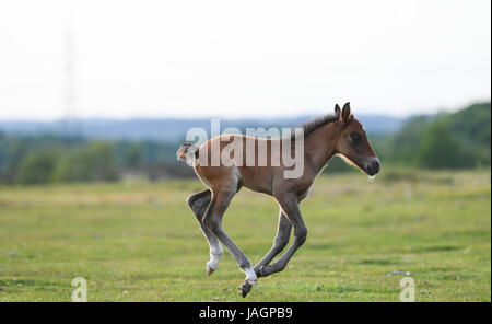 A young Foal explores Canada Common on the edge of the New Forest national park Stock Photo