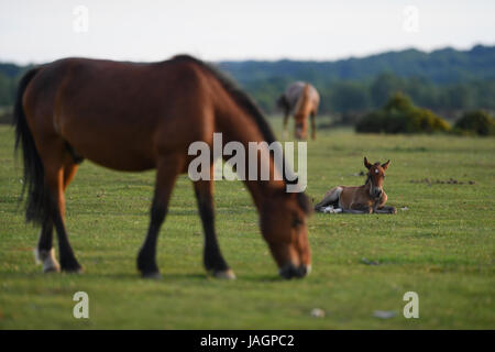 A young foal sits next to his grazing mother on Canada Common on the border of the New Forest National park Stock Photo