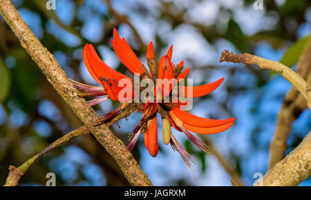 Closeup of a vibrant red Erythrina Variegata flower stands tall in its colorful surrounding next to the Kodaikanal lake. Stock Photo